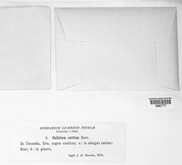 Calicium abietinum image